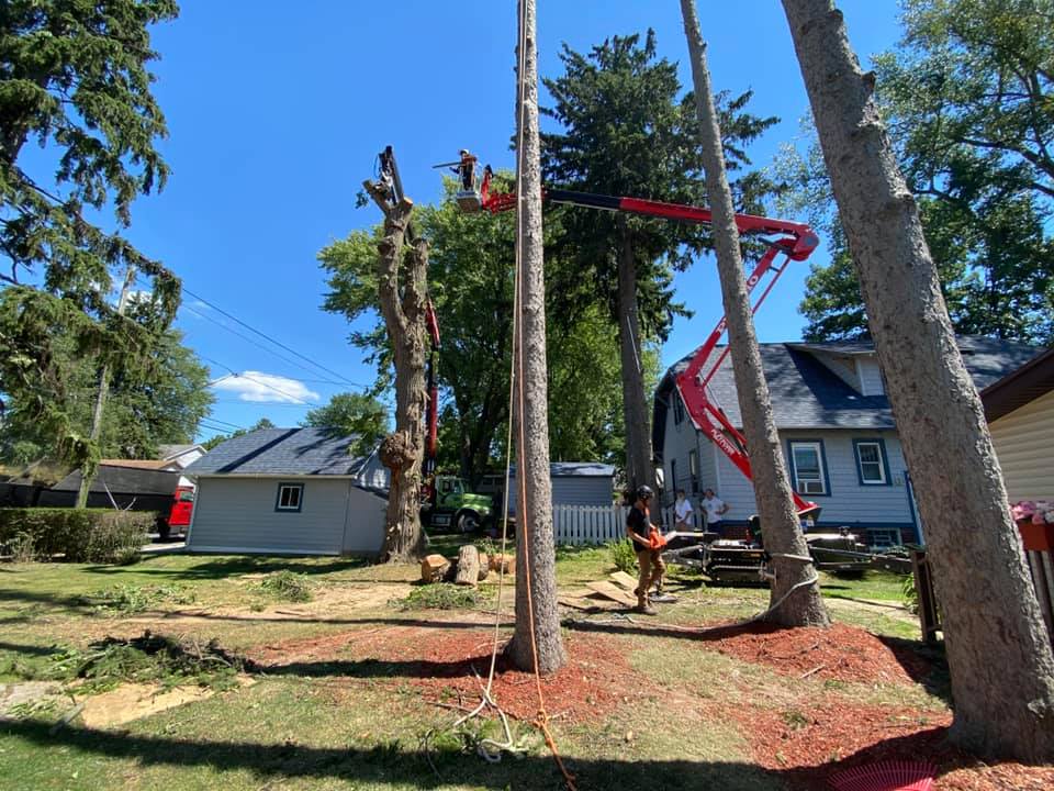 Stump Grinding Brisbane Southside