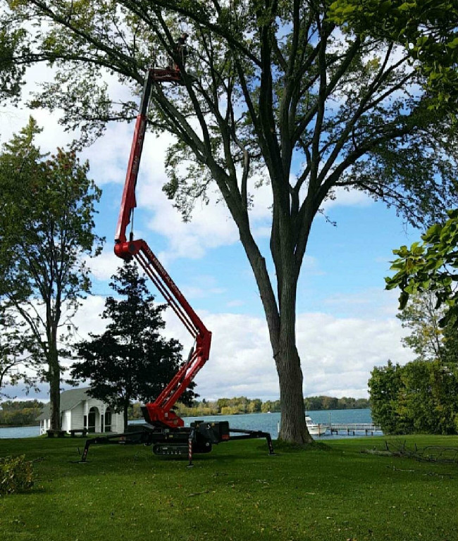 Woodchuck Tree Service, tree service, tree removal service, tree trimming, tree pruning