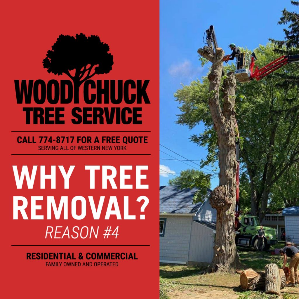 Read more about the article Reason #4 For Tree Removal