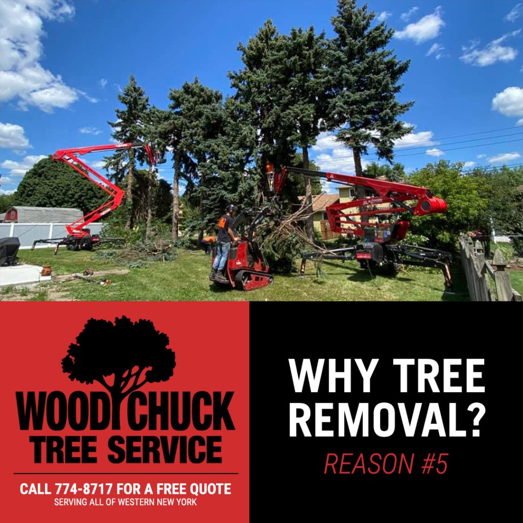 Read more about the article Reason #5 For Tree Removal