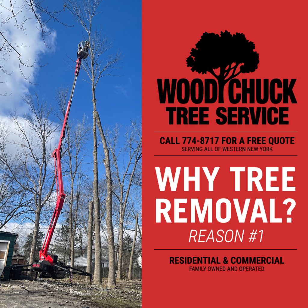 Read more about the article Reason #1 For Tree Removal