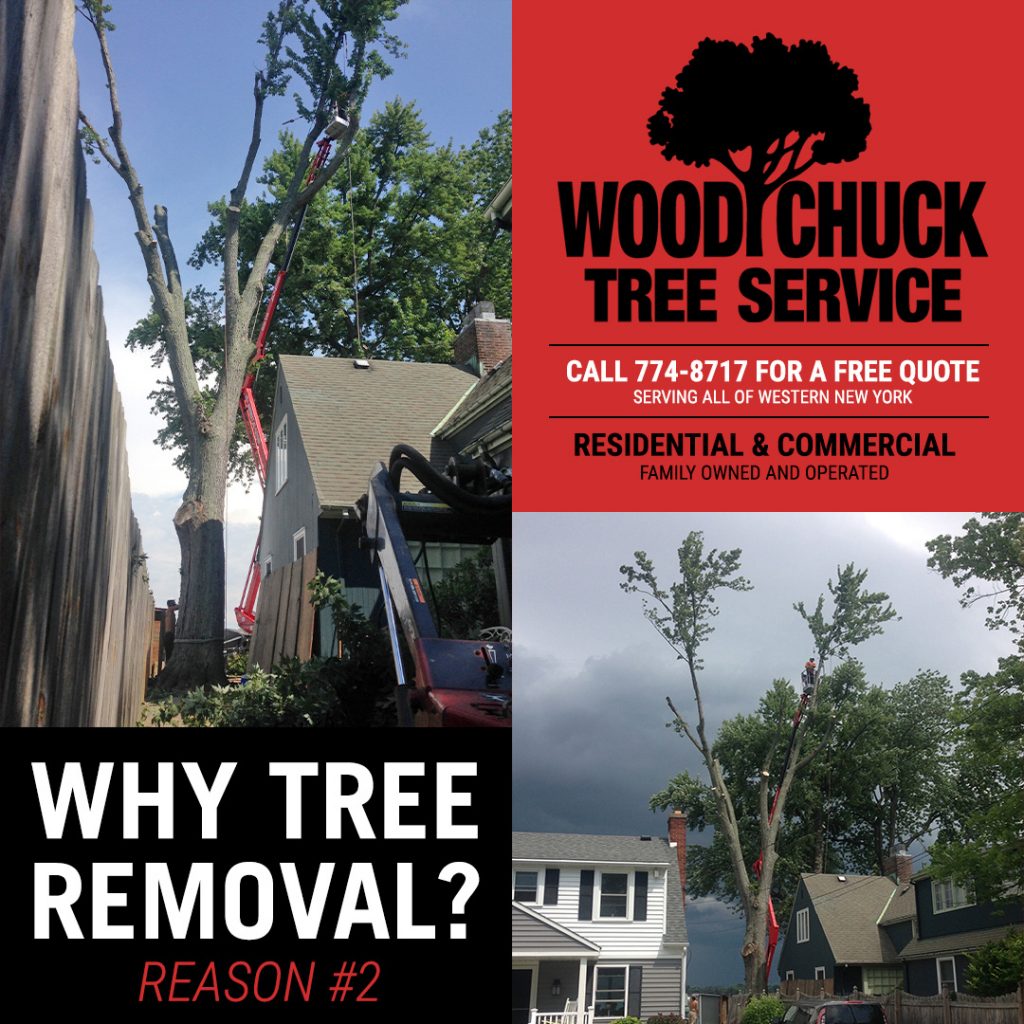Read more about the article Reason #2 For Tree Removal