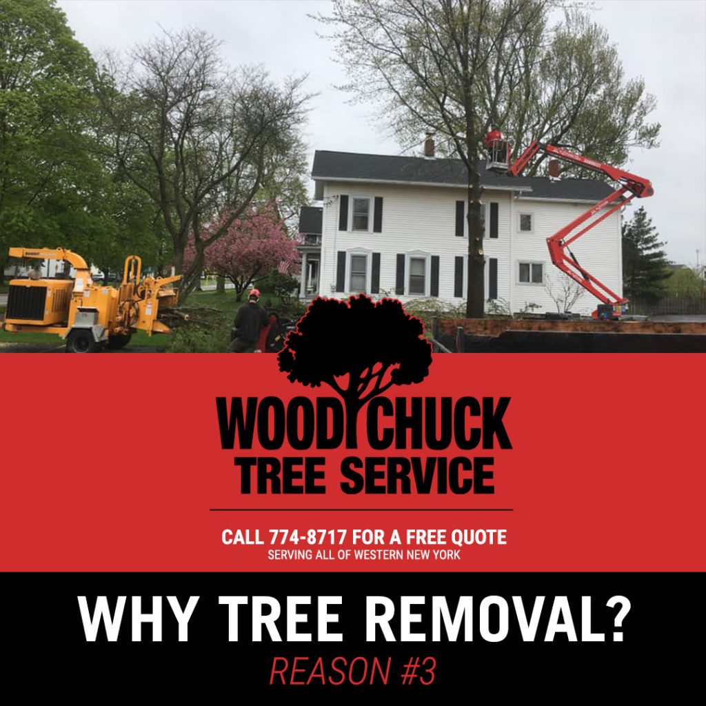 Read more about the article Reason #3 For Tree Removal