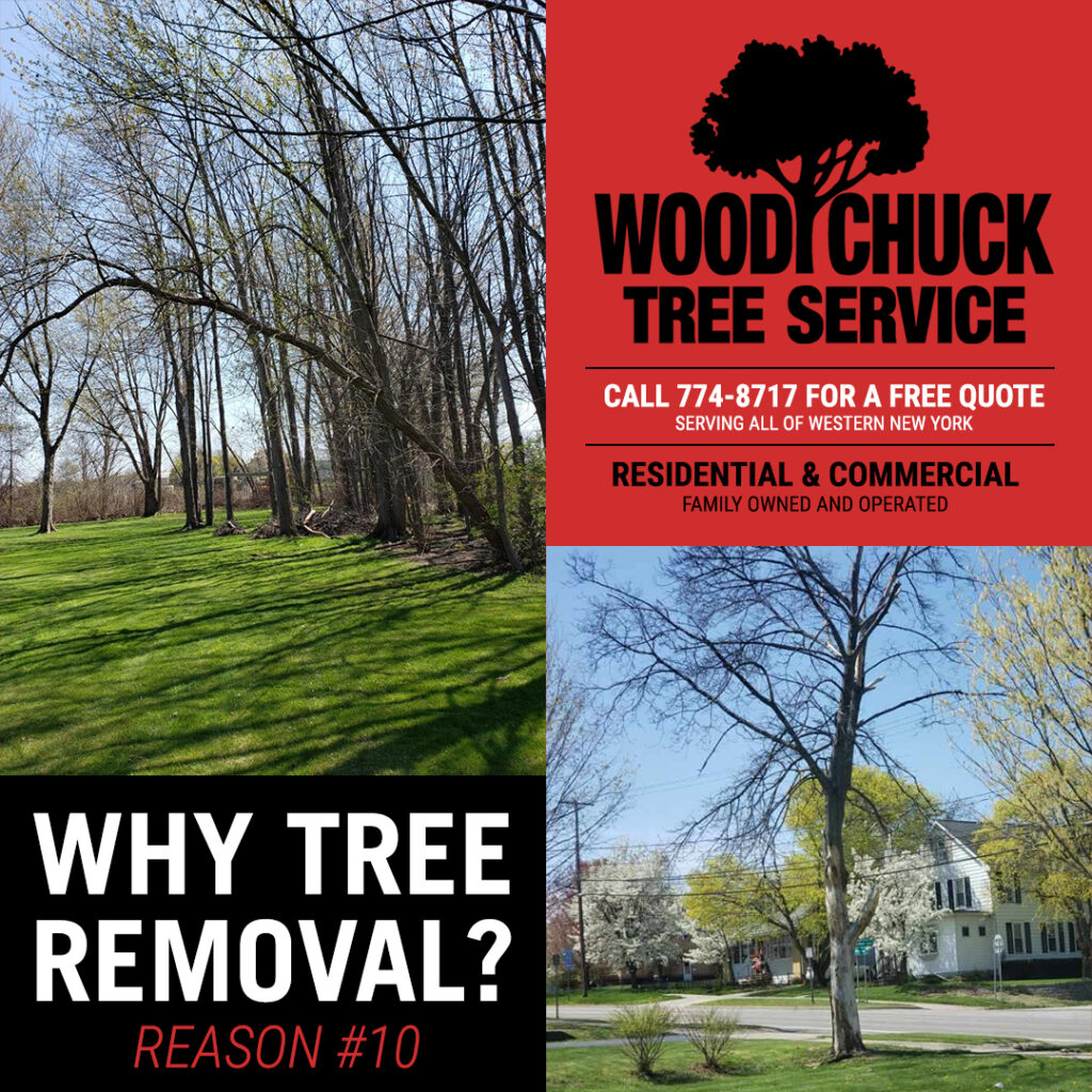 Read more about the article Reason #10 For Tree Removal: Leaning Trees