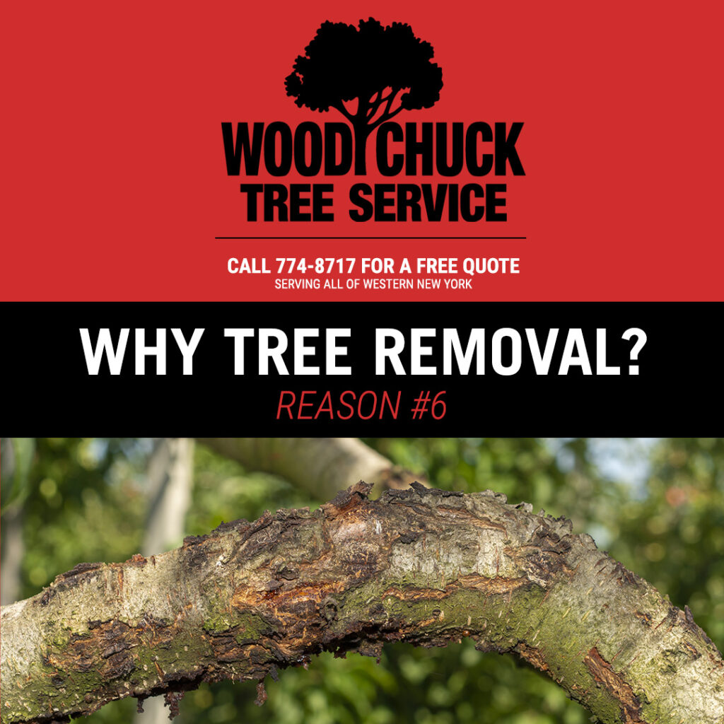Read more about the article Reason #6 For Tree Removal