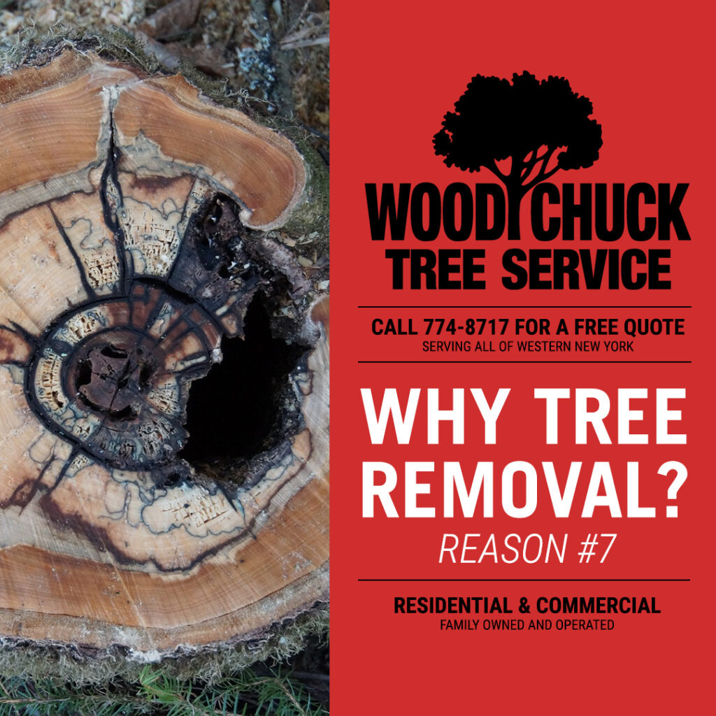 WoodChuck Tree Service, tree removal service, tree removal, tree pruning, tree trimming, structural damage, tree interior decay
