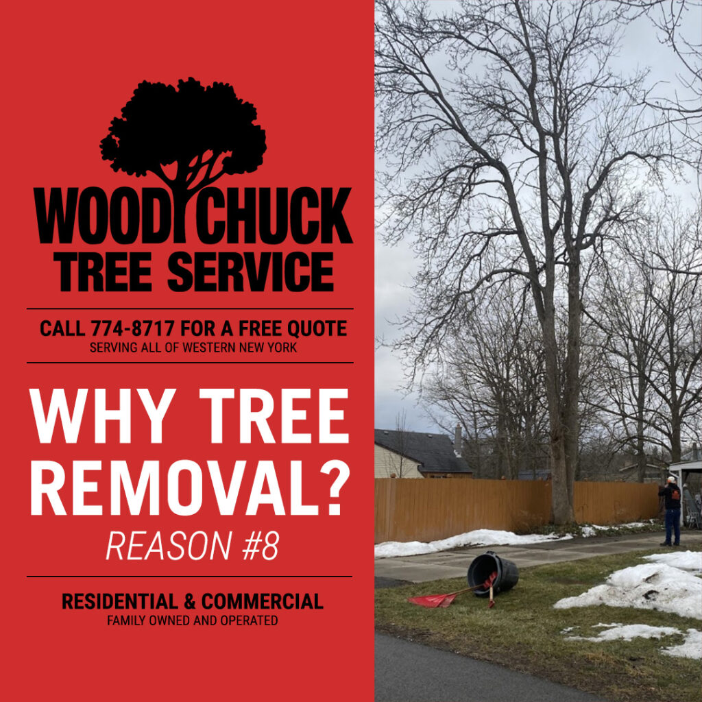 Read more about the article Reason #8 For Tree Removal