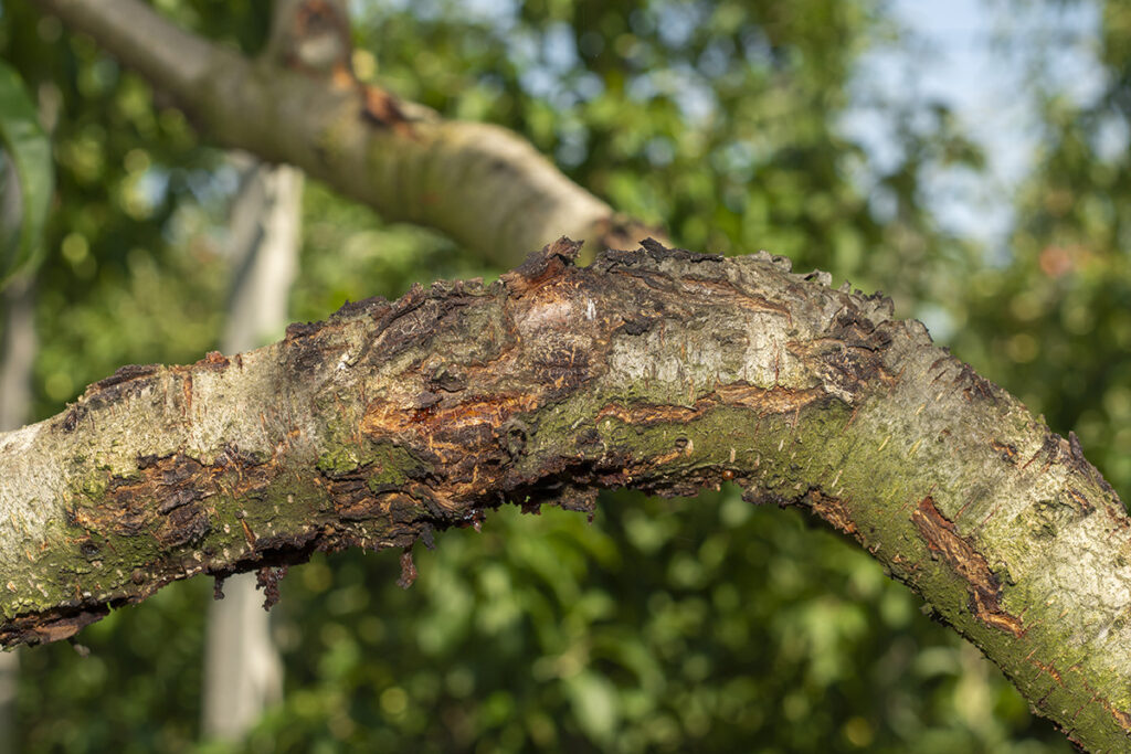 WoodChuck Tree Removal, diseased tree, diseased tree removal, why remove trees