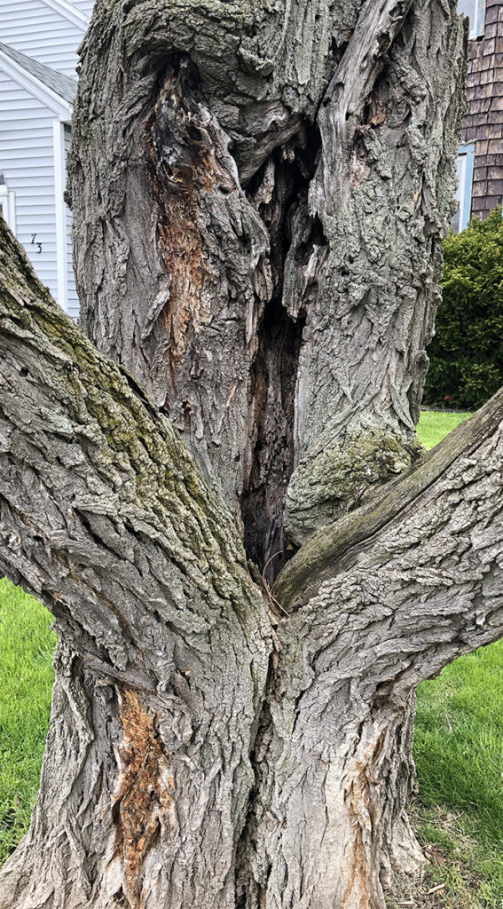 Tree Stump Removal