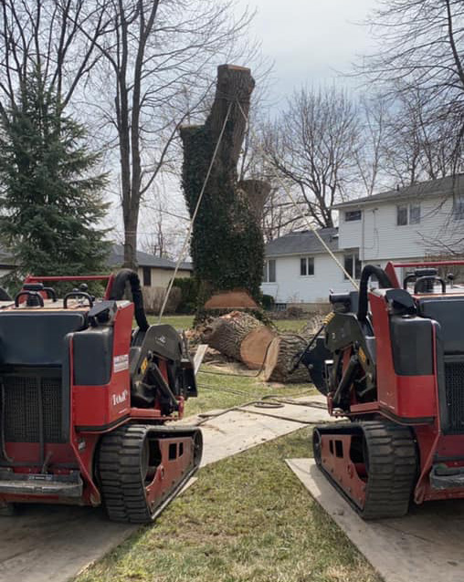 Walking a Tree Limb Safely for Branch Cutting #11 