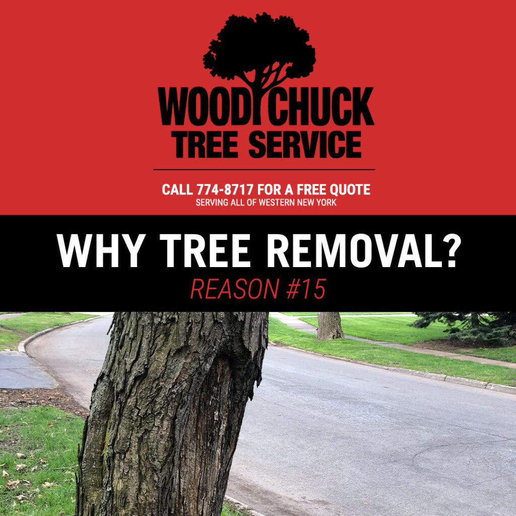 WoodChuck Tree Service, tree removal service, tree removal, tree pruning, tree trimming, diseased tree