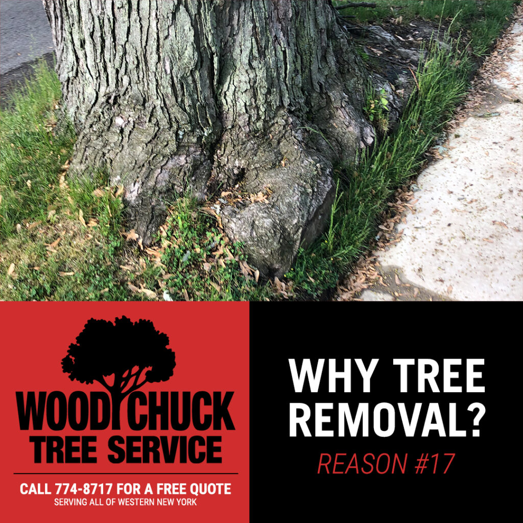 WoodChuck Tree Service, tree removal service, tree removal, tree pruning, tree trimming, root system