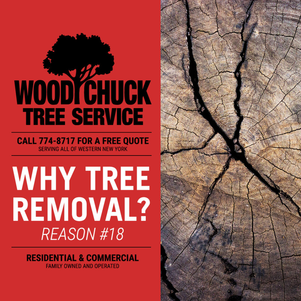 WoodChuck Tree Service, tree removal service, tree removal, tree pruning, tree trimming, internal structural problems