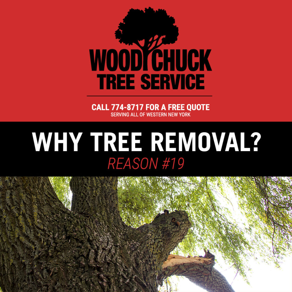WoodChuck Tree Service, tree removal service, tree removal, tree pruning, tree trimming, undesirable location
