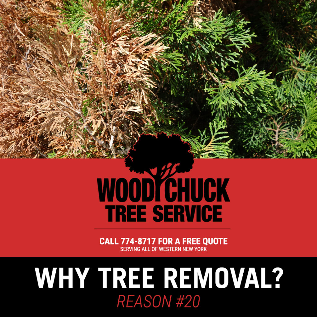 Read more about the article Reason #20 For Tree Removal
