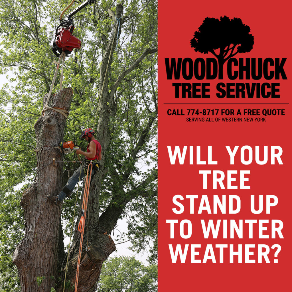WoodChuck Tree Service, tree removal service, tree removal, tree pruning, tree trimming, winter weather