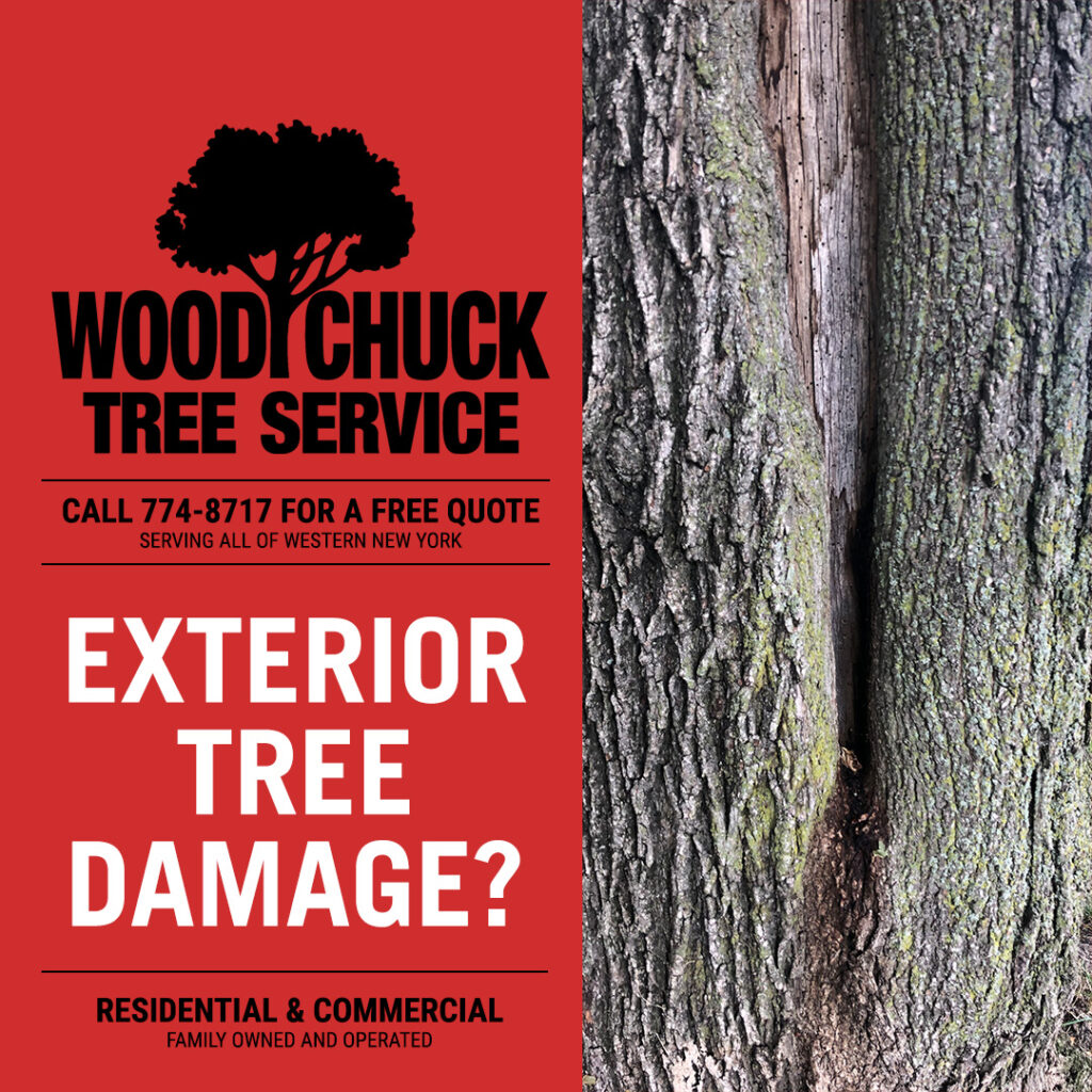 WoodChuck Tree Service, tree removal service, tree removal, tree pruning, tree trimming, exterior tree damage