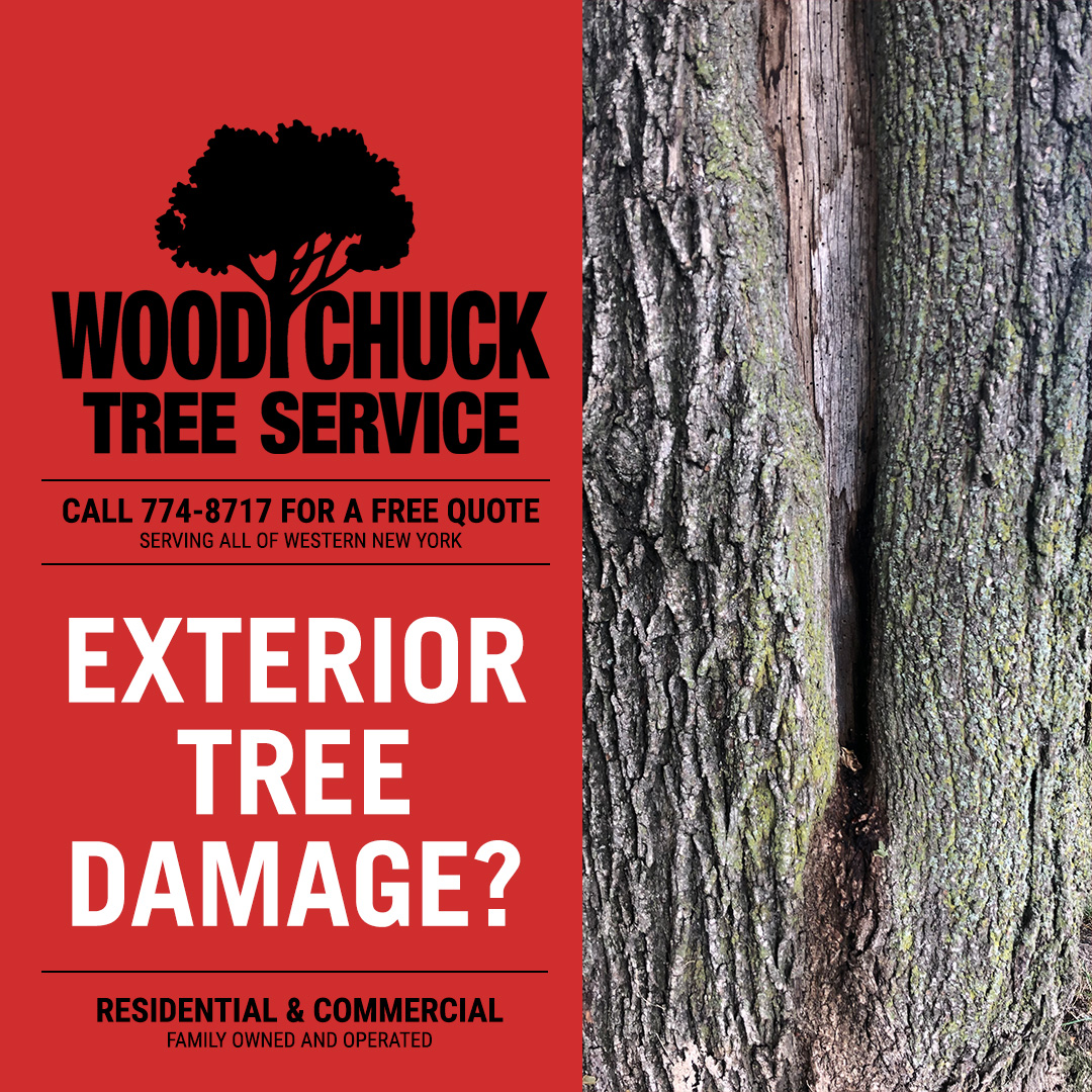 Exterior Tree Damage? WoodChuck Tree Service