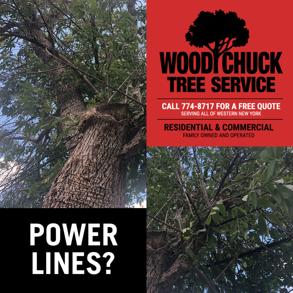 WoodChuck Tree Service, tree removal service, tree removal, tree pruning, tree trimming, tree growing near power lines, power lines
