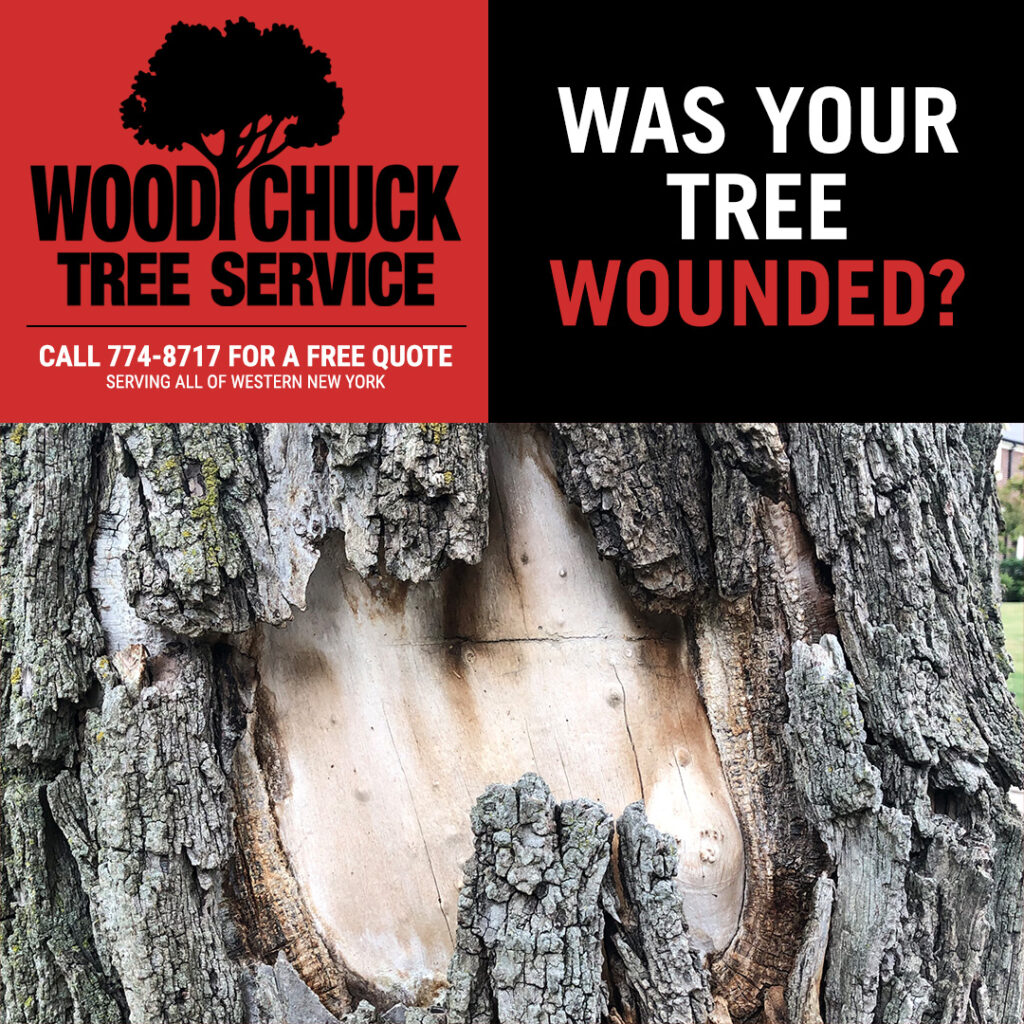 WoodChuck Tree Service, tree removal service, tree removal, tree pruning, tree trimming, tree wounds, tree wounded, construction damage