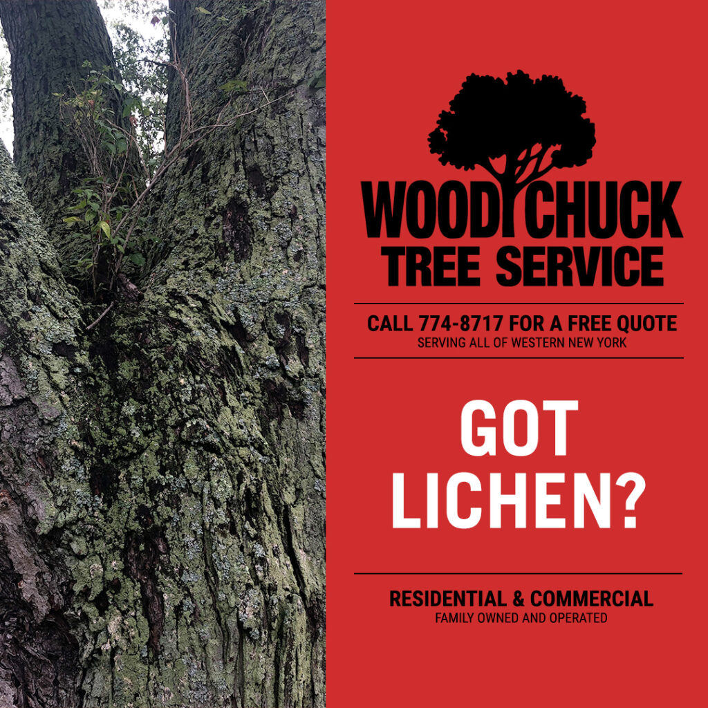 WoodChuck Tree Service, tree removal service, tree removal, tree pruning, tree trimming, tree lichen