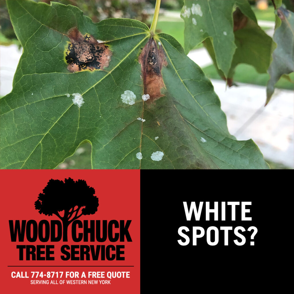 WoodChuck Tree Service, tree removal service, tree removal, tree pruning, tree trimming, white spots on leaves, powdery mildew