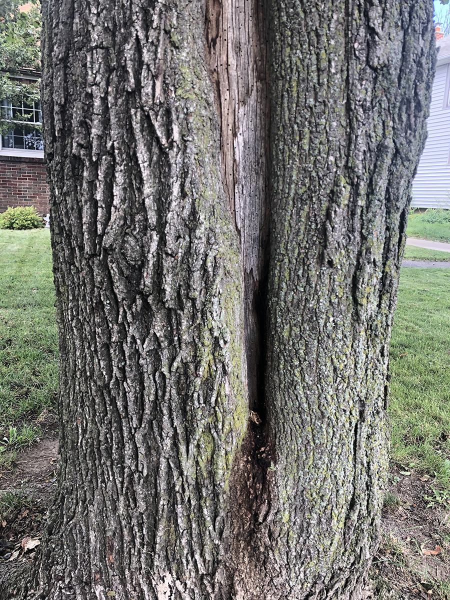 Exterior Tree Damage? WoodChuck Tree Service