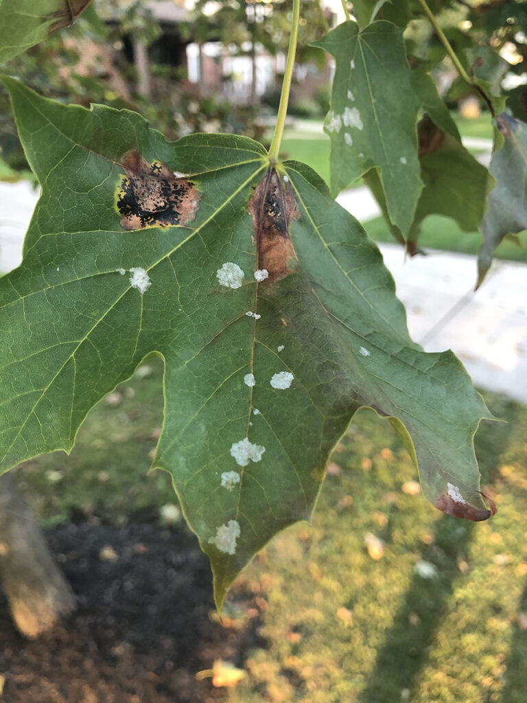 WoodChuck Tree Service, tree removal service, tree removal, tree pruning, tree trimming, white spots on leaves, powdery mildew