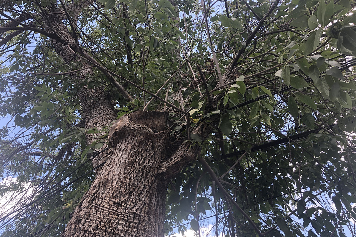 WoodChuck Tree Service, tree removal service, tree removal, tree pruning, tree trimming, tree growing near power lines, power lines