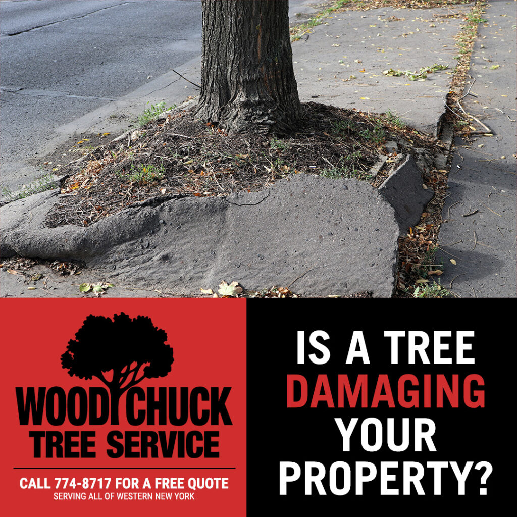 WoodChuck Tree Service, tree removal service, tree removal, tree pruning, tree trimming, tree damaging property
