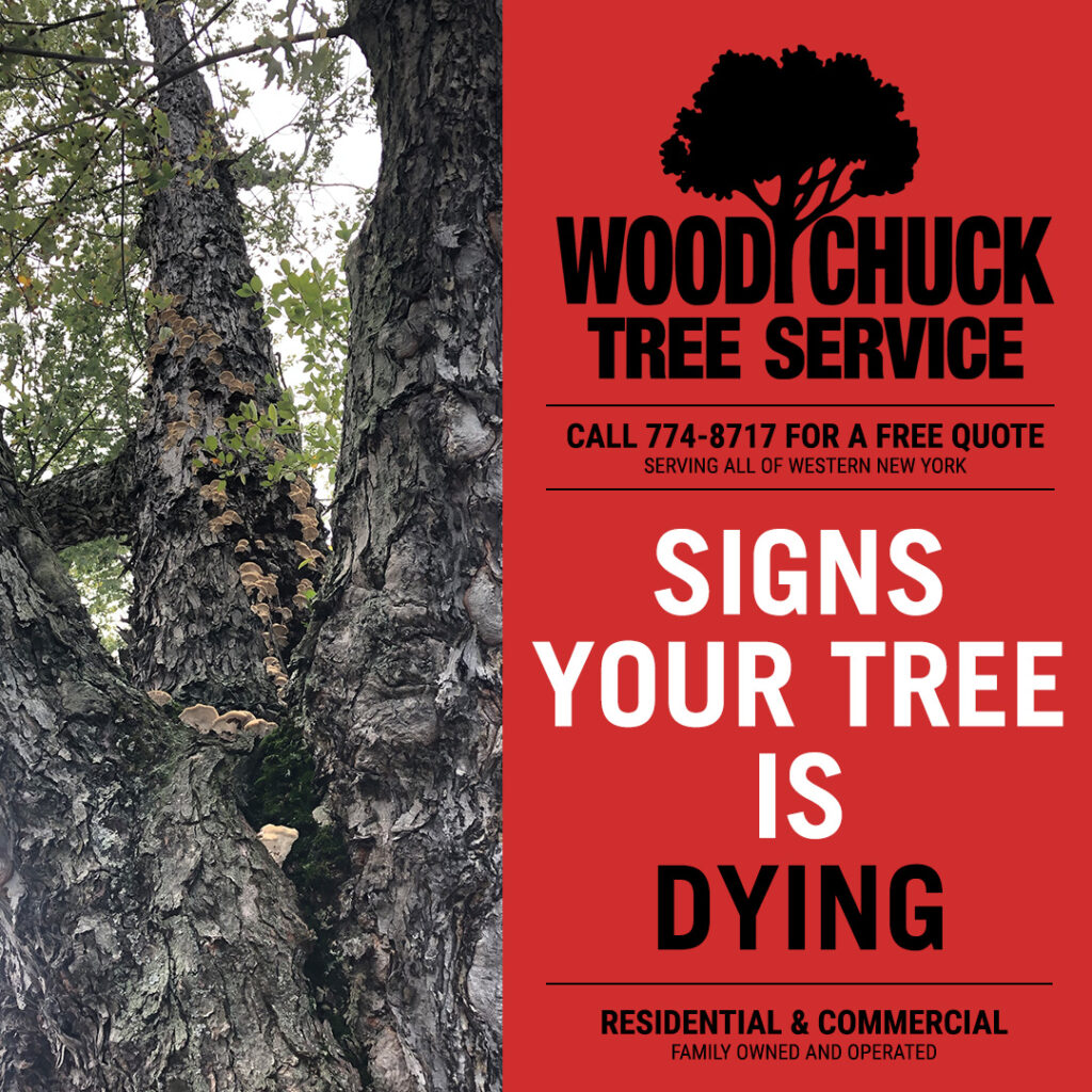 WoodChuck Tree Service, tree removal service, tree removal, mushrooms on trees, signs your tree is dying