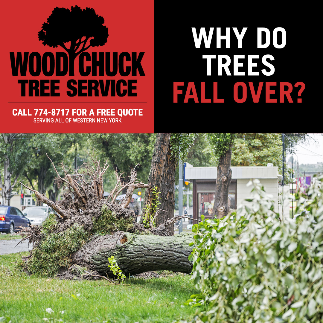 Why do trees fall down? WoodChuck Tree Service