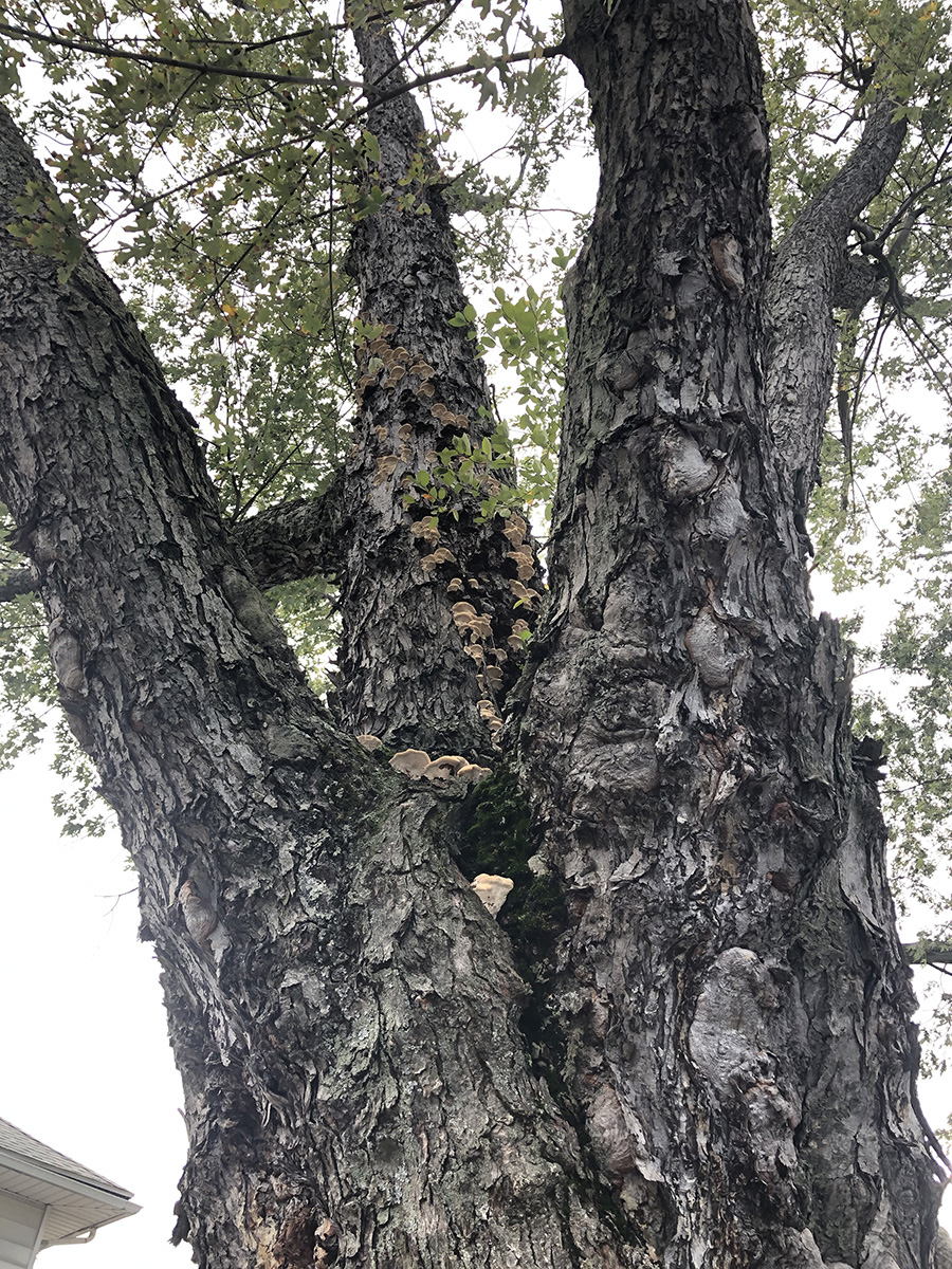 WoodChuck Tree Service, mushroom growth, tree removal, signs your tree is dying, mushroom growth on tree trunk, mushroom growth on tree roots
