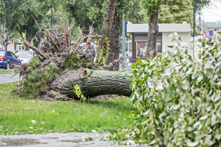 Why do trees fall down? WoodChuck Tree Service