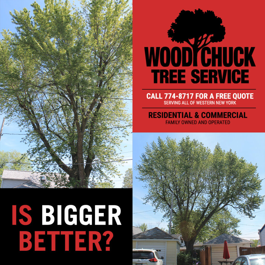 Read more about the article Large Tree Removal: Is Bigger Better?