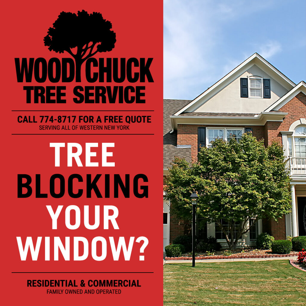 WoodChuck Tree Service, tree removal service, tree removal, tree pruning, tree trimming, tree blocking your window, tree obstructing view