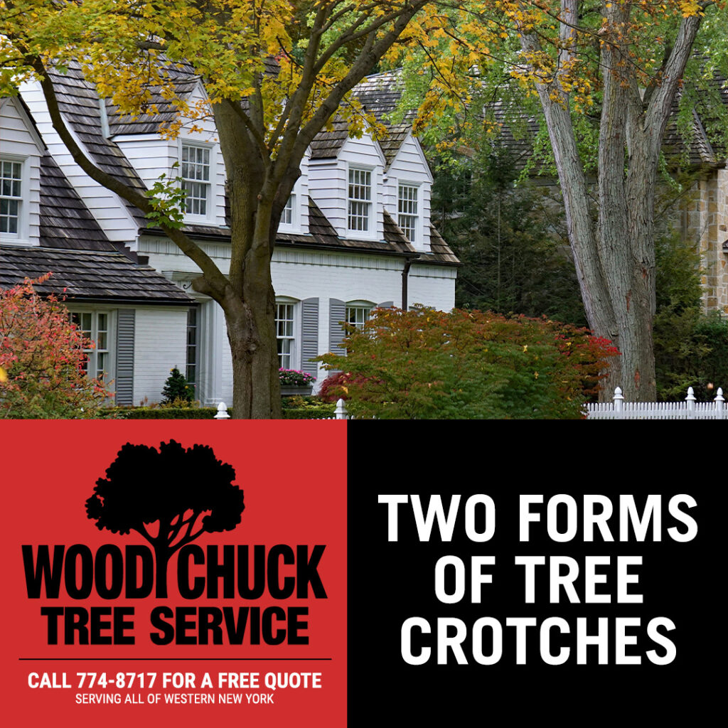 WoodChuck Tree Service, tree removal service, tree removal, tree pruning, tree trimming, two forms of tree crotches, tree crotches