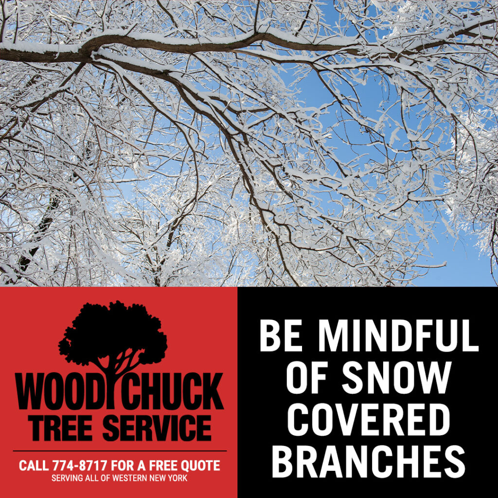 WoodChuck Tree Service, tree removal service, tree removal, tree pruning, tree trimming, snow covered branches