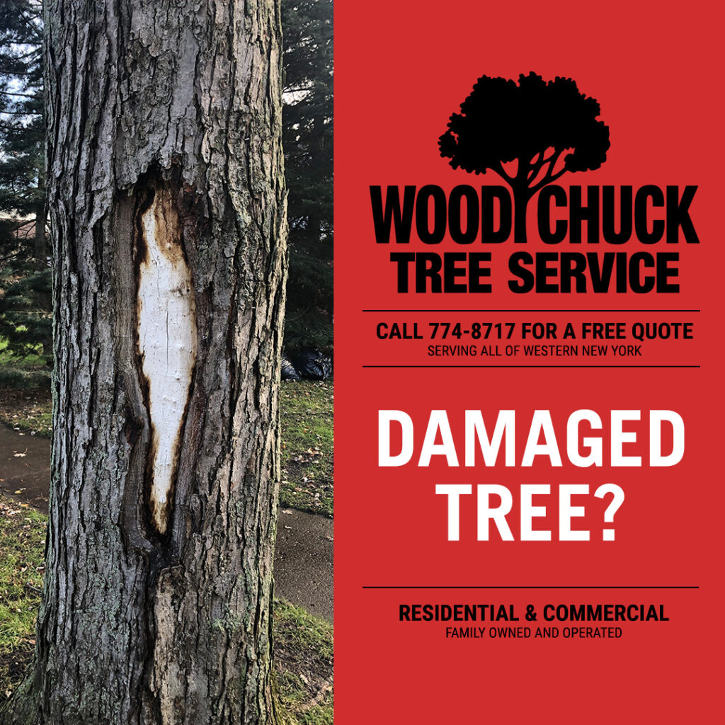 WoodChuck Tree Service, tree removal service, tree removal, tree pruning, tree trimming, tree damage, damaged tree
