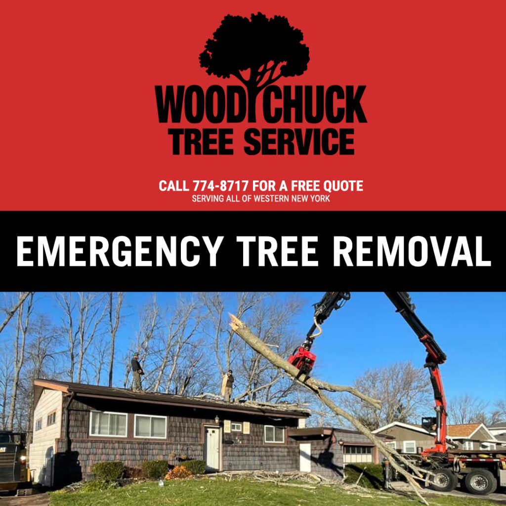Read more about the article Emergency Tree Removal Service