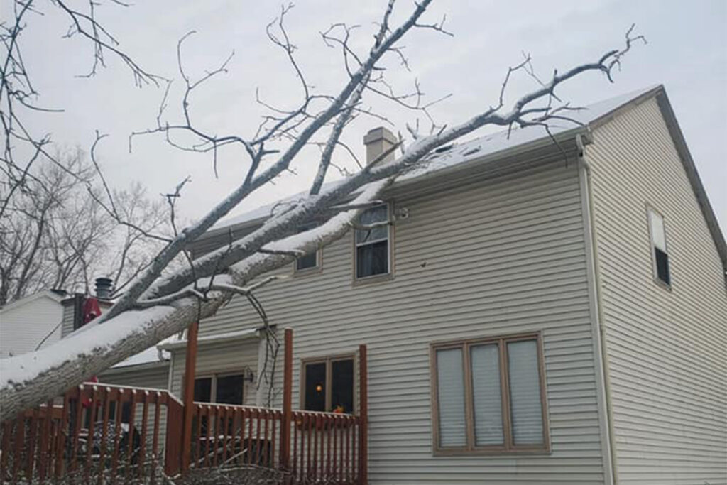 WoodChuck Tree Service, tree removal service, tree removal, tree pruning, tree trimming