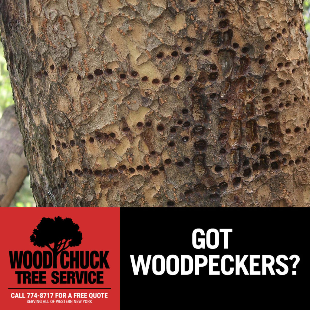 WoodChuck Tree Service, tree removal service, tree removal, tree pruning, tree trimming, woodpeckers