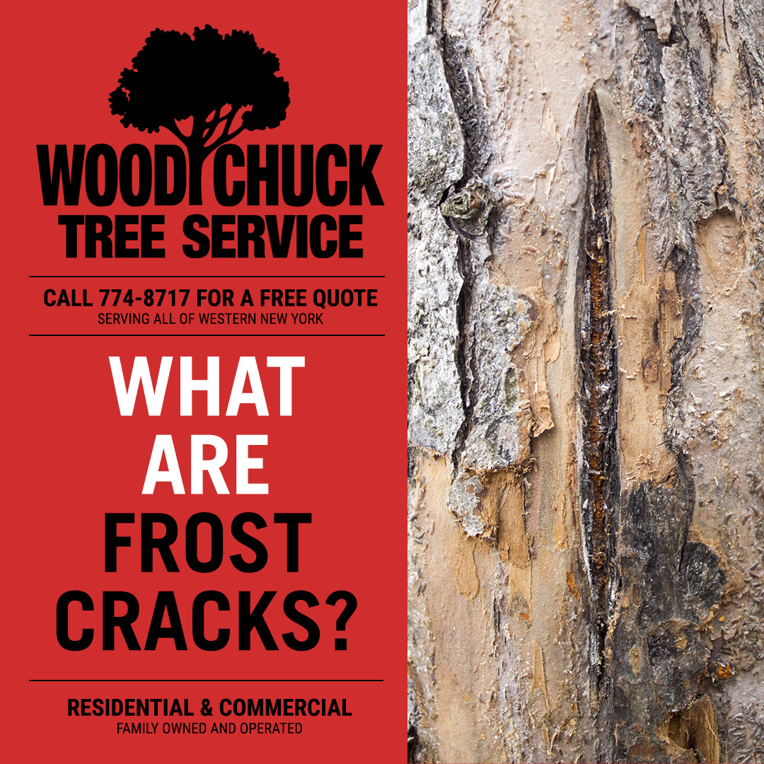 What are Frost Cracks? WoodChuck Tree Service