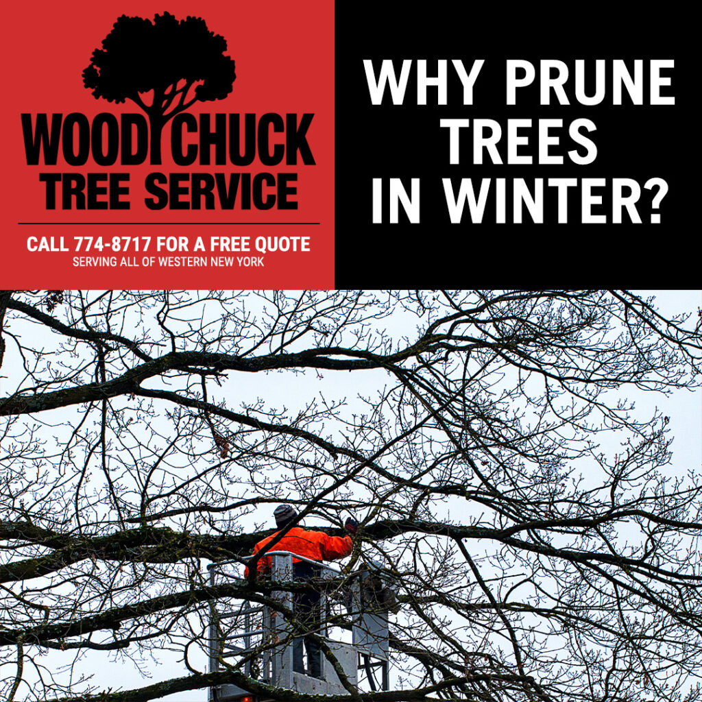 WoodChuck Tree Service, tree removal service, tree removal, tree pruning, tree trimming, snow covered branches, prune trees in winter