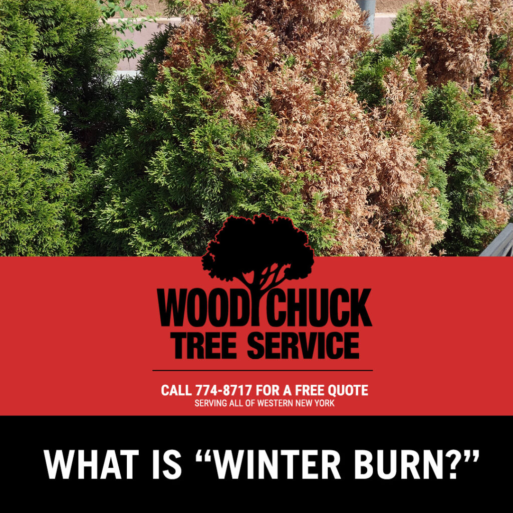 Woodchuck Tree Service, winter burn, tree health, tree trimming, tree pruning, tree removal