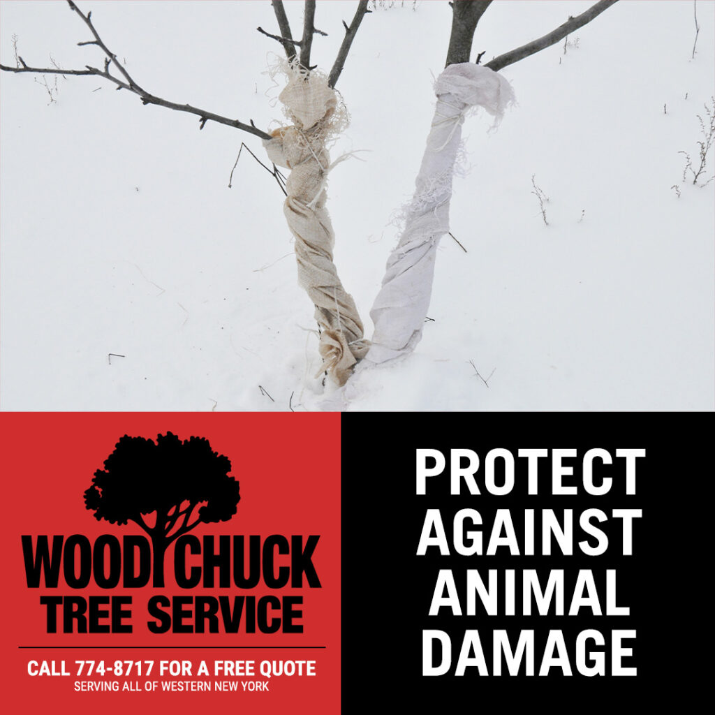 WoodChuck Tree Service, tree removal service, tree removal, tree pruning, tree trimming, snow covered branches, animal damage