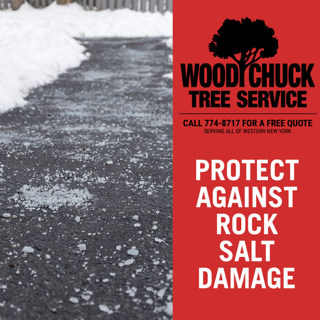 WoodChuck Tree Service, tree removal service, tree removal, tree pruning, tree trimming, snow covered branches, rock salt damage
