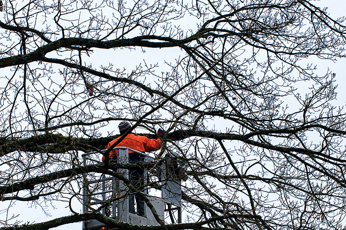 WoodChuck Tree Service, tree removal service, tree removal, tree pruning, tree trimming, snow covered branches, prune trees in winter