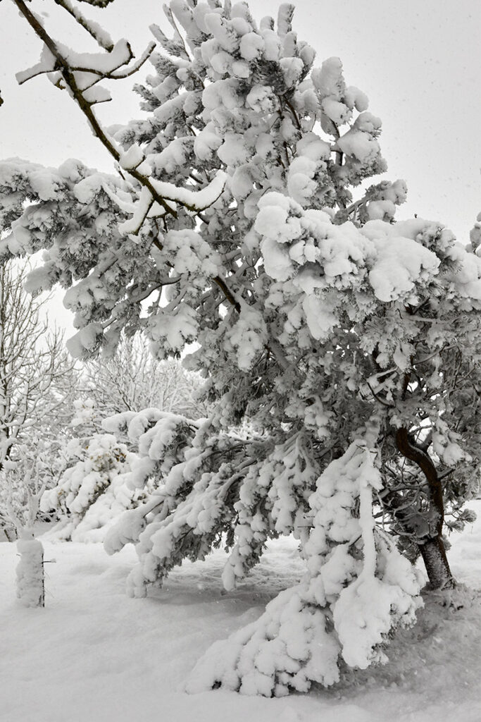 WoodChuck Tree Service, tree removal service, tree removal, tree pruning, tree trimming, snow covered branches, winter storm watch