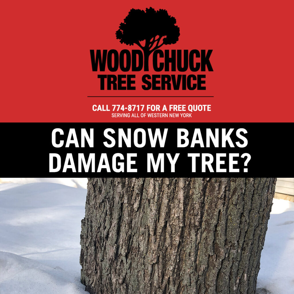 WoodChuck Tree Service, tree removal service, tree removal, tree pruning, tree trimming, snow covered branches, can snow banks damage my tree